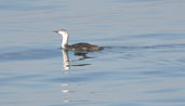 Adult winter Red-throated Diver, Aberlady, Lothian, Scotland, September 2002 - click for larger image