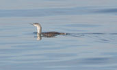 Juvenile Red-throated Diver, Aberlady, Lothian, Scotland, September 2002 - click for larger image