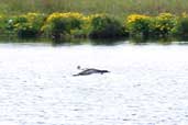 Red-throated Diver in breeding plumage, Birsay, Mainland, Orkney, Scotland, May 2003 - click for larger image