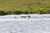 Red-throated Diver in breeding plumage, Birsay, Mainland, Orkney, Scotland, May 2003 - click for larger image