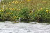 Red-throated Diver in breeding plumage, Birsay, Mainland, Orkney, Scotland, May 2003 - click for larger image