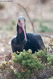 Northern Bald Ibis, Souss-Massa NP, Morocco, May 2014 - click for larger image