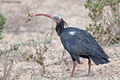 Northern Bald Ibis, Souss-Massa NP, Morocco, May 2014 - click for larger image