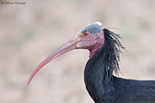 Northern Bald Ibis, Souss-Massa NP, Morocco, May 2014 - click for larger image