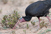 Northern Bald Ibis, Souss-Massa NP, Morocco, May 2014 - click for larger image
