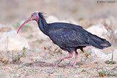 Northern Bald Ibis, Souss-Massa NP, Morocco, May 2014 - click for larger image