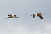 Crane, Lac du Der-Chantcoq, France, November 2002 - click for larger image