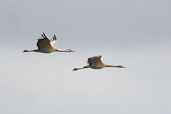 Crane, Lac du Der-Chantcoq, France, November 2002 - click for larger image