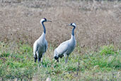 Crane, Lac du Der-Chantcoq, France, November 2002 - click for larger image