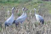 Crane, Lac du Der-Chantcoq, France, November 2002 - click for larger image