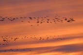 Crane, Lac du Der-Chantcoq, France, November 2002 - click for larger image