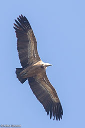 Griffon Vulture, Monfrague N.P., Spain, March 2018 - click for larger image