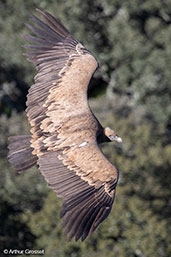 Griffon Vulture, Monfrague N.P., Spain, March 2018 - click for larger image