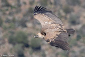 Griffon Vulture, Monfrague N.P., Spain, March 2018 - click for larger image