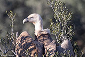 Griffon Vulture, Monfrague N.P., Spain, March 2018 - click for larger image