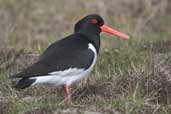  Oystercatcher, Fetlar, Shetland, Scotland, May 2004 - click for larger image