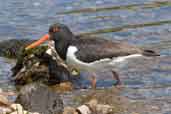  Oystercatcher, Loch Ba, Mull, Scotland, June 2005 - click for larger image