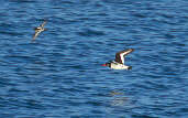 Eurasian Oystercatcher, Tyninghame, Scotland, November 2000 - click for larger image