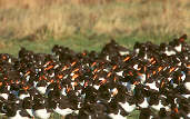 Eurasian Oystercatcher, Musselburgh, Scotland, December 2000 - click for larger image