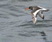 Eurasian Oystercatcher, Tyninghame, Scotland, June 2002 - click for larger image