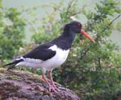 Eurasian Oystercatcher, Lammermuir Hills, Scotland, June 2002 - click for larger image