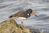 Juvenile Oystercatcher, Musselburgh, Scotland, September 2002 - click for larger image