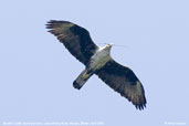 Bonelli's Eagle, Lingmethang Road, Mongar, Bhutan, April 2008 - click for larger image