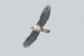 Bonelli's Eagle, Frango Castello, Crete, November 2002 - click for larger image