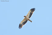 Booted Eagle, near Ouarzazate, Morocco, April 2014 - click for larger image