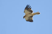Booted Eagle, Bramiana Reservoir, Crete, October 2002 - click for larger image