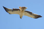 Booted Eagle, Bramiana Reservoir, Crete, October 2002 - click for larger image