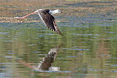 Black-winged Stilt, Ouarzazate, Morocco, April 2014 - click for larger image