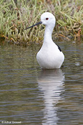 Black-winged Stilt, Coto Donana, Spain, March 2017 - click for larger image