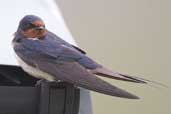 Barn Swallow, Iona, Scotland, June 2005 - click for larger image