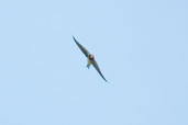 Juvenile Barn Swallow, Cornwall, England, September 2002 - click for larger image