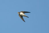 Juvenile Barn Swallow, Cornwall, England, September 2002 - click for larger image
