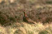 Male Red Grouse, Lammermuir Hills, Scotland, March 2002 - click for larger image