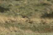 Male Red Grouse, Lammermuir Hills, Scotland, March 2002 - click for larger image