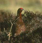 Male Red Grouse, Lammermuir Hills, Scotland, March 2002 - click for larger image