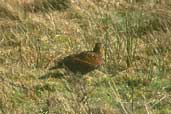 Female Red Grouse, Lammermuir Hills, Scotland, March 2002 - click for larger image