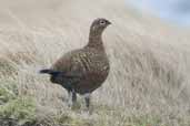 Female Red Grouse, Lammermuir Hills, Scotland, February 2004 - click for larger image