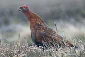 Male Red Grouse, Lammermuir Hills, Scotland, April 2004 - click for larger image