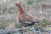 Male Red Grouse, Lammermuir Hills, Scotland, April 2004 - click for larger image