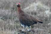 Male Red Grouse, Lammermuir Hills, Scotland, April 2004 - click for larger image