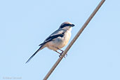 Southern Grey Shrike, near Ouarzazate, Morocco, April 2014 - click for larger image