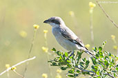 Southern Grey Shrike, near Ouarzazate, Morocco, April 2014 - click for larger image