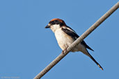 Woodchat Shrike, near Ouarzazate, Morocco, April 2014 - click for larger image