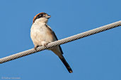 Woodchat Shrike, near Ouarzazate, Morocco, April 2014 - click for larger image