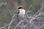 Woodchat Shrike, Coto Doñana, Spain, March 2018 - click for larger image
