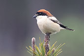 Woodchat Shrike, Coto Doñana, Spain, March 2018 - click for larger image